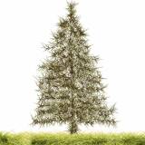 OK, OK, this one isn&rsquo;t a photo.  I drew this Pine Tree in moments with Dogwaffle - Click image for full size