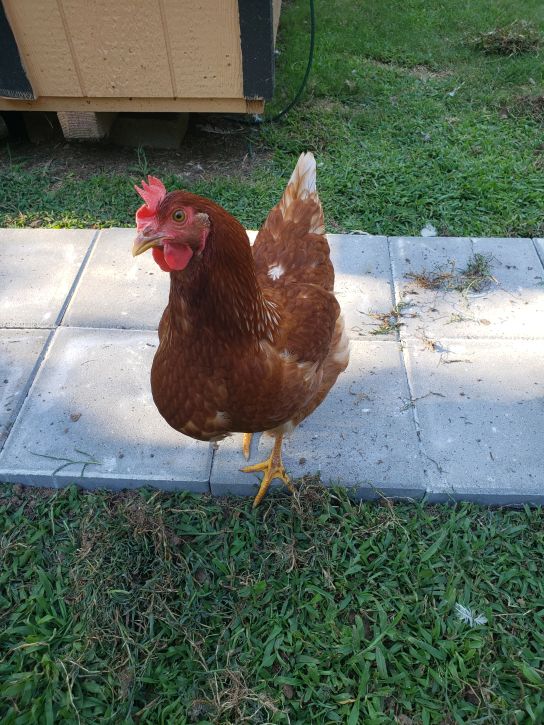 Coco.  Look at that full crop!