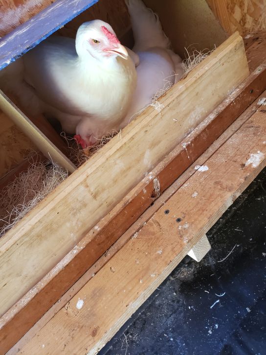 Two chickens on one nest.