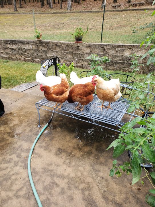Chickens on the lounge chair